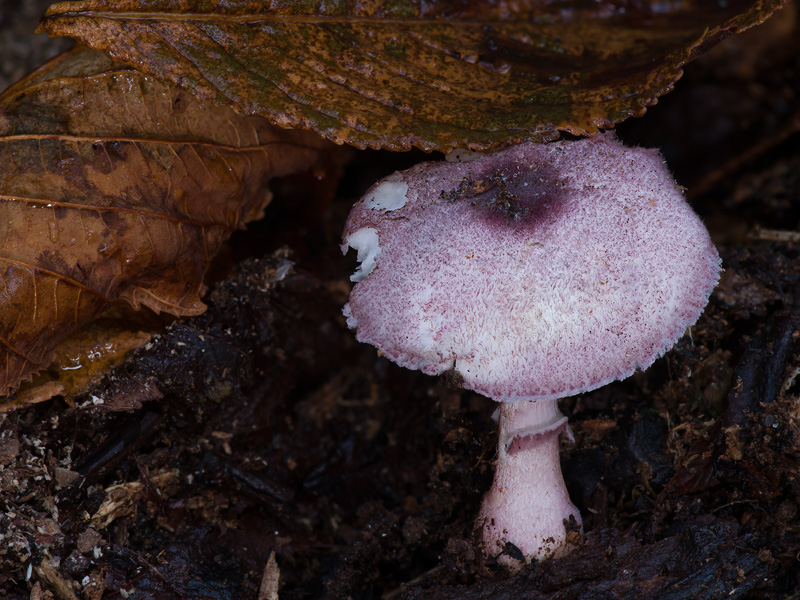 Leucoagaricus ionidicolor